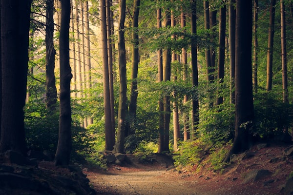 A calm path leading through a green forest